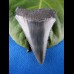 4,6cm great white shark sharktooth from southafrica
