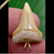 Sold shark tooth pendants (89)