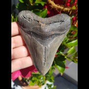 11,3cm sharp shark tooth of Megalodon shark