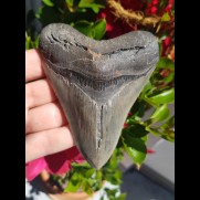 11,3cm scharfer Haizahn des Megalodon Hai