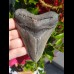 11,3cm scharfer Haizahn des Megalodon Hai
