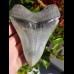 11,3cm scharfer Haizahn des Megalodon Hai