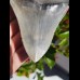 11,3cm scharfer Haizahn des Megalodon Hai
