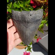 13,7cm massiver shark tooth of Megalodon shark