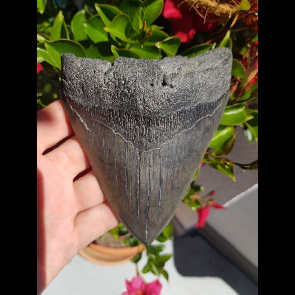 13,7cm massiver shark tooth of Megalodon shark