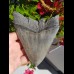 13,7cm massiver shark tooth of Megalodon shark
