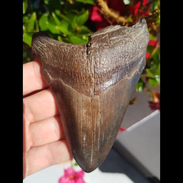 12,2cm brauner shark tooth of Megalodon shark