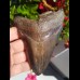12,2cm brauner shark tooth of Megalodon shark
