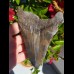 12,2cm brauner Haizahn des Megalodon Hai