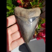 10,1cm fantastic shark tooth of Megalodon shark