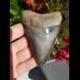 10,1cm fantastischer Haizahn des Megalodon Hai