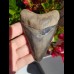 10,1cm fantastischer Haizahn des Megalodon Hai