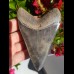 10,1cm fantastischer Haizahn des Megalodon Hai