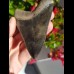 10,1cm fantastischer Haizahn des Megalodon Hai