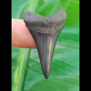 3.7 cm beautifully toothed Great White Shark tooth from South Africa