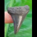 3,8 cm scharfer Zahn des Großen Weißen Hai aus Südafrika