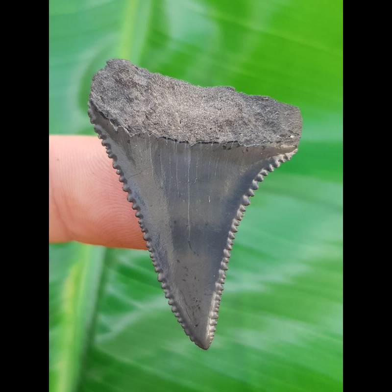 3,8cm weißer Hai Haizahn Südafrika