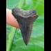 4.0 cm beautiful black tooth of great white shark from South Africa 