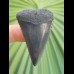 4.8 cm gray-blue great white shark tooth from South Africa
