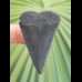 4.8 cm gray-blue great white shark tooth from South Africa