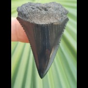 4,8 cm deepblack tooth great white from southafrica
