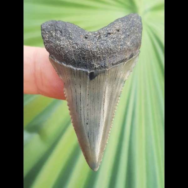 4.9 cm beautifully colored great white shark tooth from South Africa