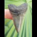 4.9 cm beautifully colored great white shark tooth from South Africa