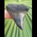 5.0 cm sharp tooth of great white shark from South Africa