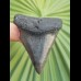 5.6 cm dark tooth of great white shark from USA