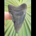 5.87 cm blue great white shark tooth from USA