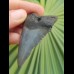 5.87 cm blue great white shark tooth from USA