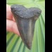5,5 cm good tooth makoshark
