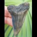 5,5 cm good tooth makoshark