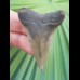 5.2 cm good tooth of mako shark