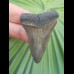 5.2 cm beautiful tooth of mako shark