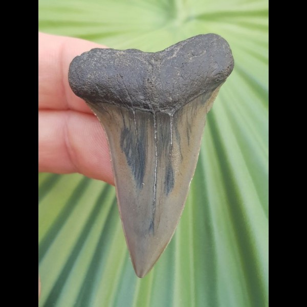 5.1 cm beautiful tooth of mako shark