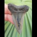 5.1 cm beautiful tooth of mako shark