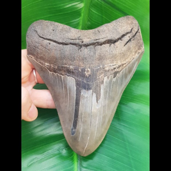 14,3 cm huge sharp shark tooth of megalodon