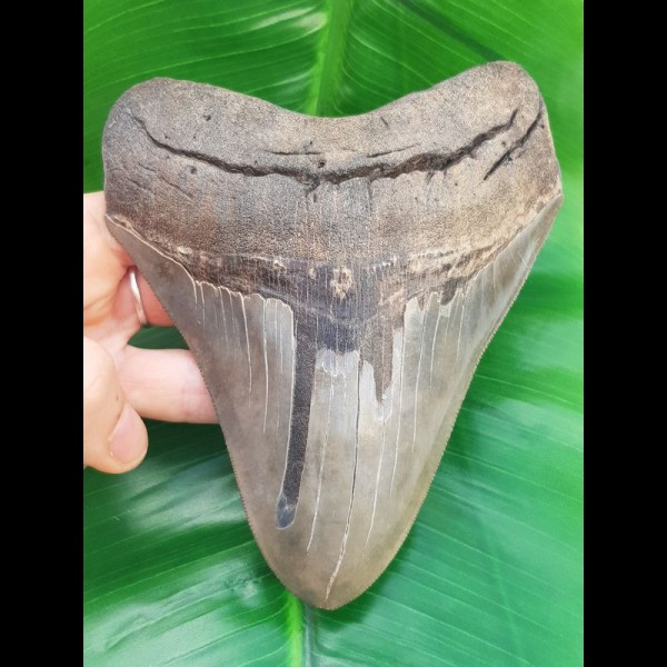 14,3 cm riesiger, scharfer Haizahn des Megalodon