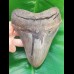 14,3 cm huge sharp shark tooth of megalodon