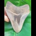 14,3 cm huge sharp shark tooth of megalodon