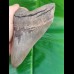14,3 cm huge sharp shark tooth of megalodon