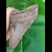 14,3 cm huge sharp shark tooth of megalodon