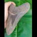 14,3 cm huge sharp shark tooth of megalodon