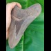 14,3 cm riesiger, scharfer Haizahn des Megalodon