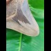 14,3 cm huge sharp shark tooth of megalodon