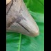 14,3 cm huge sharp shark tooth of megalodon