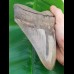 14,3 cm huge sharp shark tooth of megalodon