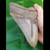 14,3 cm riesiger, scharfer Haizahn des Megalodon