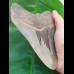 14,3 cm huge sharp shark tooth of megalodon